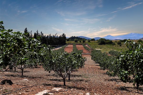 Fig Orchards – Fig Farmers